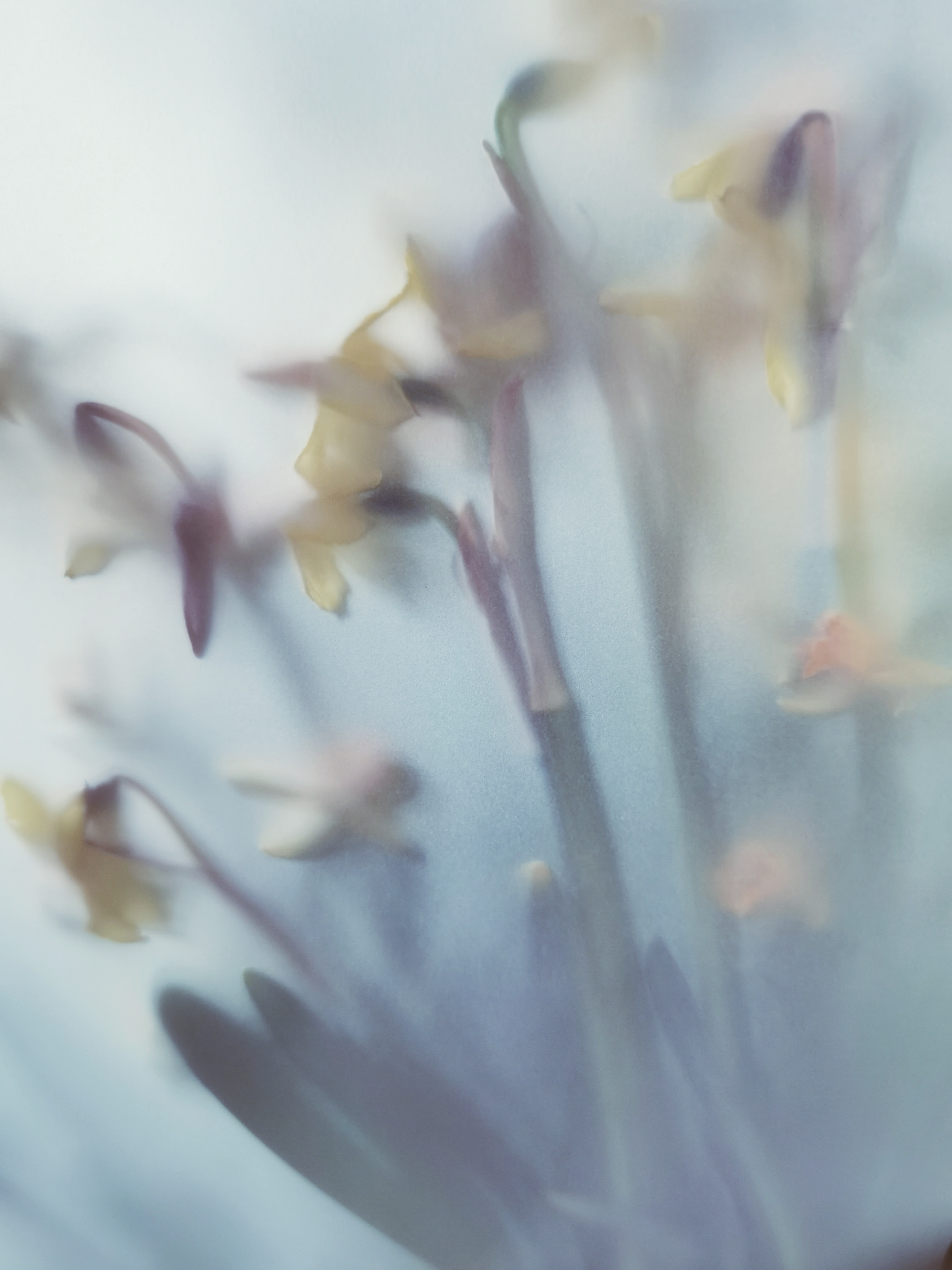 Softly focused blooms